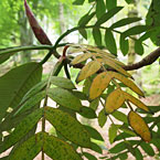 nature-3