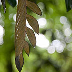 nature-4
